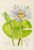 Digital Print - Nymphaea Stellata by Illtyd Buller Pole-Evans