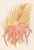 Digital Print - Areca Sapida by Georgina Burne Hetley