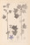 Digital Print - Herbier de la flore franaise Pl.0046 by Louis Antoine Cusin