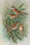 Digital Print - Emberiza rustica Pall, Emberiza pusilla Pall by Johann Friedrich Naumann Digital Print - Emberiza rustica Pall, Emberiza pusilla Pall by Johann Friedrich Naumann