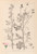 Digital Print - Herbier de la flore franaise Pl.0032 by Louis Antoine Cusin