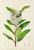 Digital Print - Acokanthera Spectabilis by Illtyd Buller Pole-Evans
