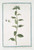 Digital Print - Rapunchulus scabios capitulo, cruleo by Giorgio Bonelli