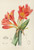 Digital Print - Clivia Miniata by Illtyd Buller Pole-Evans
