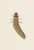 Digital Print - Entomology watercolour Pl.090 by George Hudson