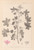 Digital Print - Herbier de la flore franaise Pl.0039 by Louis Antoine Cusin