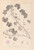 Digital Print - Herbier de la flore franaise Pl.0042 by Louis Antoine Cusin