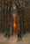 Digital Print - Sunset Through The Trees by Julius Sergius Klever