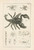 Digital Print - The book of nature, or, The history of insects Pl.03 by Jan Swammerdam