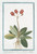Digital Print - Primula veris, flore geminato - Primula veris, floribus coccineis, umbellico aureo - Primavera - Primevere by Giorgio Bonelli