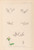 Digital Print - Herbier de la flore franaise Pl.0004 by Louis Antoine Cusin
