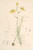 Digital Print - Lilium Davidi by Walter Hood Fitch
