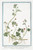 Digital Print - Abutilon procumbens, foliis subrotundis dissectis, et laciniatis, floribus phoeniceis, semine birostrato. Abutilon Carolinianum flore rubro - Mauve des Indes, fausse Guimmauve by Giorgio Bonelli