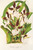 Digital Print - Miltonia cuneata by Charles Antoine Lemaire