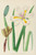Digital Print - Moraea Iridioides by Illtyd Buller Pole-Evans