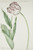 Digital Print - Tulip Grand Roy de France by Jan Laurensz. van der Vinne