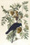 Digital Print - American crow by John James Audubon