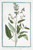 Digital Print - Salvia, foliis auritis, et non auritis, floribus violaceis - Salvia - Sauge. (Common Sage) by Giorgio Bonelli