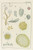 Digital Print - Plate XII: Protozoa by George Chandler Whipple