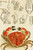 Digital Print - Crustacea III by Frederick McCoy