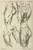 Digital Print - Studies of male loins by Peter Paul Rubens