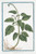 Digital Print - Heliotropium Americanum, cruleum, foliis Horminii - Herbe aux verrues. (Heliotrope, Cherry pie) by Giorgio Bonelli