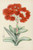 Digital Print - Crassula Falcata by Illtyd Buller Pole-Evans