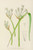 Digital Print - Cyrtanthus Mckenii by Illtyd Buller Pole-Evans