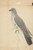Digital Print - A Dove by James Sowerby