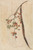 Digital Print - Studie eines Frchte tragenden Zweiges by Ferdinand Keller