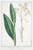 Digital Print - Scabiosa sive Succisa glabra - Scabiosa - Scabieuse. (Devilsbit) by Giorgio Bonelli