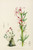Digital Print - Pachypodium Succulentum by Illtyd Buller Pole-Evans