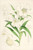 Digital Print - Lilium lingiflorium by Walter Hood Fitch