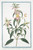 Digital Print - Monarda puntata, floribus verticillatis. (Spotted bee balm, Horse mint with blooming flowers) by Giorgio Bonelli