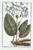Digital Print - Sclaria Italica, maxima, longius radicata, sanguineis maculis notata, foliis oblongis, floribus azzurreis, Sclarea Asphodeli radice - Toute-bonne. (Clary-sage) by Giorgio Bonelli