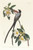Digital Print - Fork-tailed flycatcher by John James Audubon