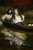 Digital Print - On the Thames, A Heron by James Tissot
