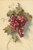 Digital Print - Grapes Against White Wall by Edwin Deakin