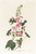 Digital Print - Columbian humming bird by John James Audubon