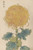 Digital Print - Keika hyakugiku, Pl.31 by Keika Hasegawa