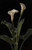 Digital Print - Calla Lilies by George Cochran Lambdin