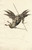 Digital Print - Winged devil, from a fresco in the Camposanto at Pisa by David Humbert de Superville