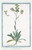 Digital Print - Thlaspidium hirsutum calice floris auriculato -Biscutella maggiore. (Hairy pennycress) by Giorgio Bonelli