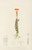 Digital Print - Senecio Stapeliaeformis by Illtyd Buller Pole-Evans
