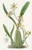 Digital Print - Lemon-coloured Oncidium by Sydenham Edwards