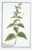 Digital Print - Lycopus foliis in profundas lacinias incisis - Cardiaca acquatica. (Waterhorehound) by Giorgio Bonelli
