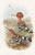 Digital Print - Indian Hoopoe by John Gould