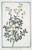 Digital Print - Ruta hortensis, latifolia - Ruta maggiore Ortense - Rue by Giorgio Bonelli