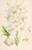 Digital Print - Lilium candidum by Walter Hood Fitch