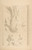 Digital Print - Architectural Motif; Double Acanthus Fleuron by Georges Seurat